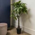 Indoor Plant - Pachira