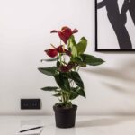 Indoor Plant - red Anthurium